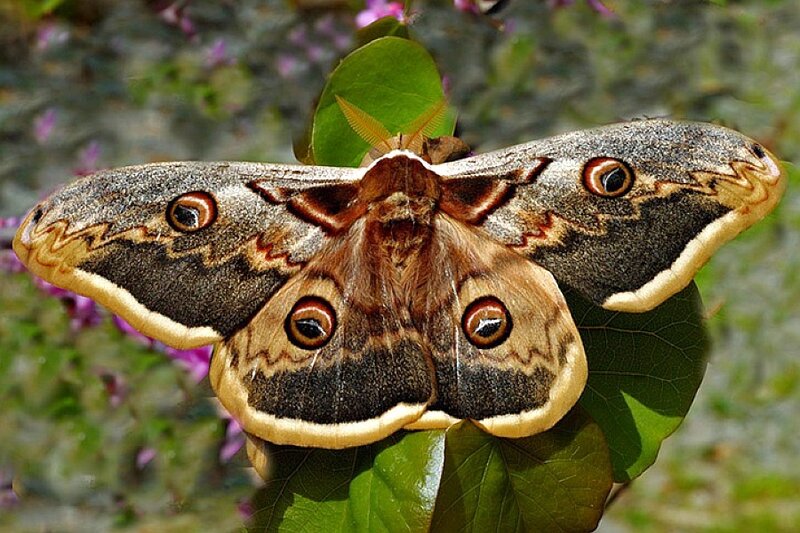Atlas moth on a leaf