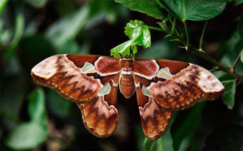 Atlas moth on a leaf