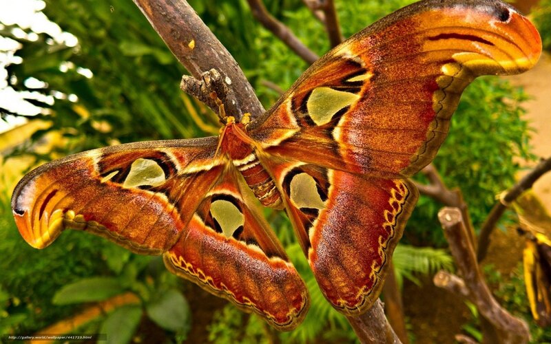 Atlas Moth on Branch — Brown, Natural, Photograph