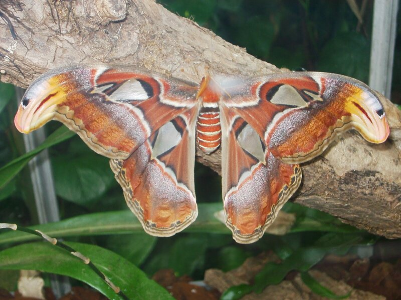 Atlas Moth on Branch — Brown