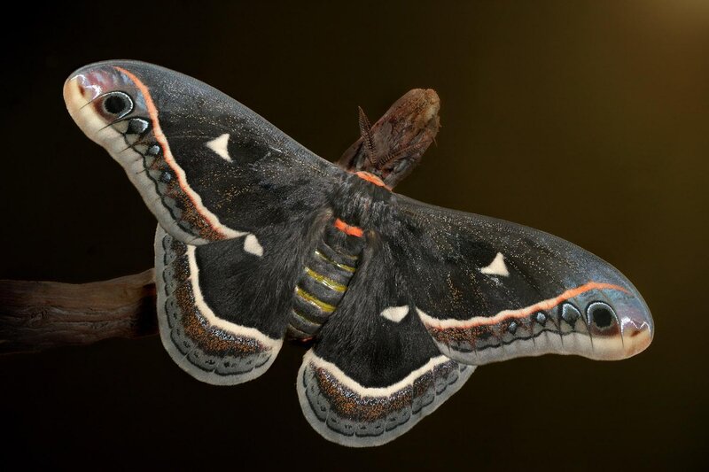 Atlas Moth on Branch