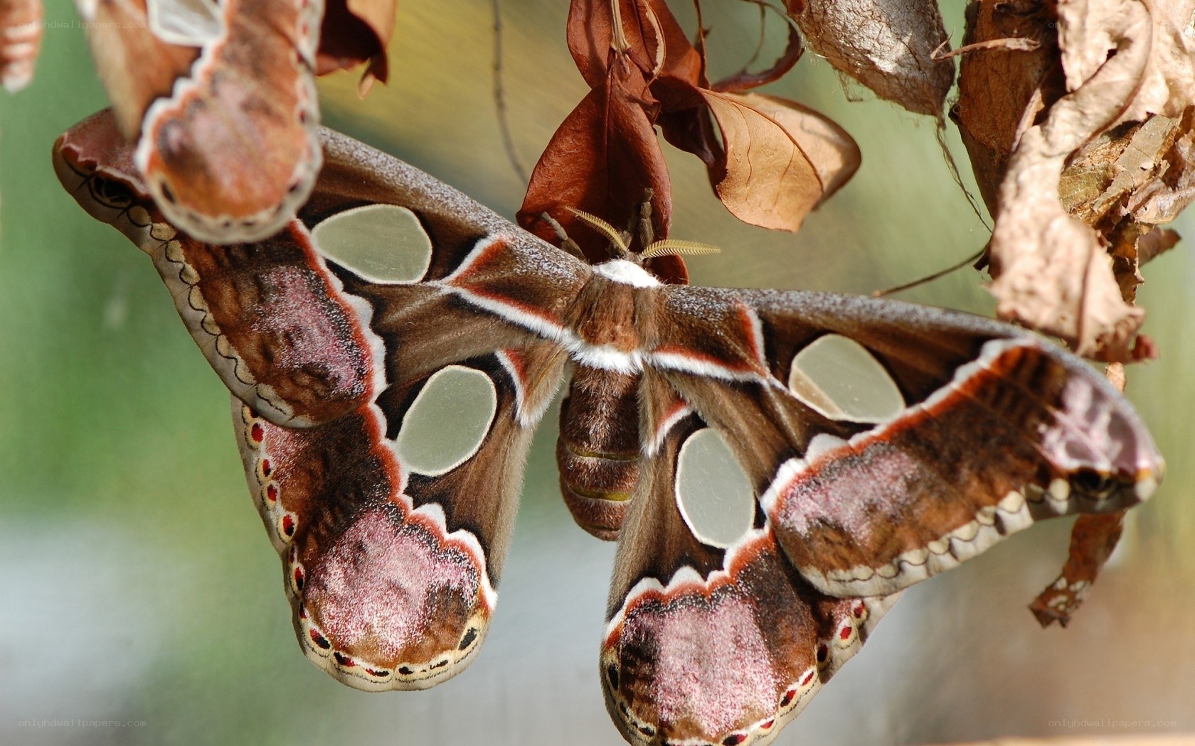 Atlas moth on dried leaves