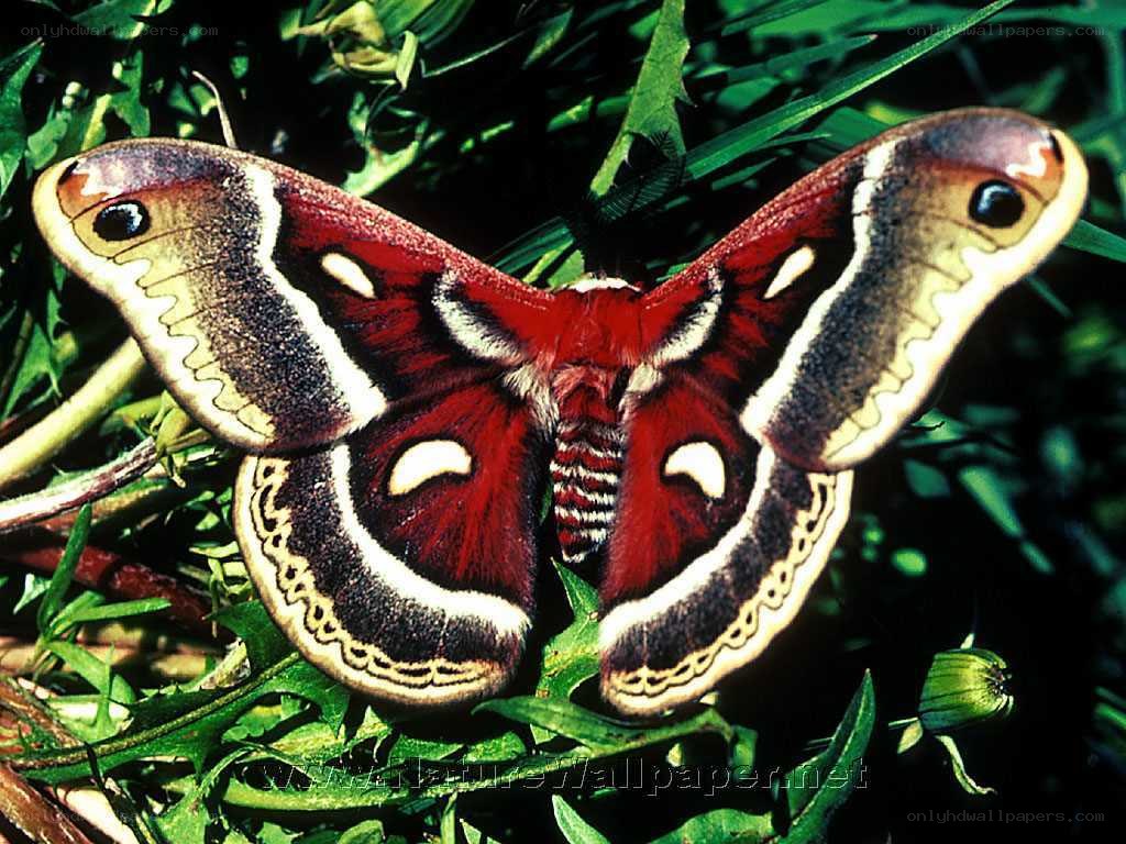 Atlas moth on green foliage