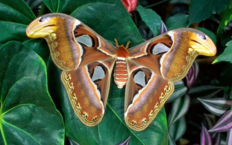 Atlas Moth on Green Leaf — Natural