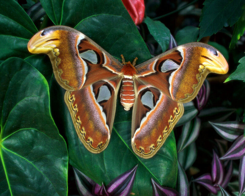 Atlas moth on green leaf