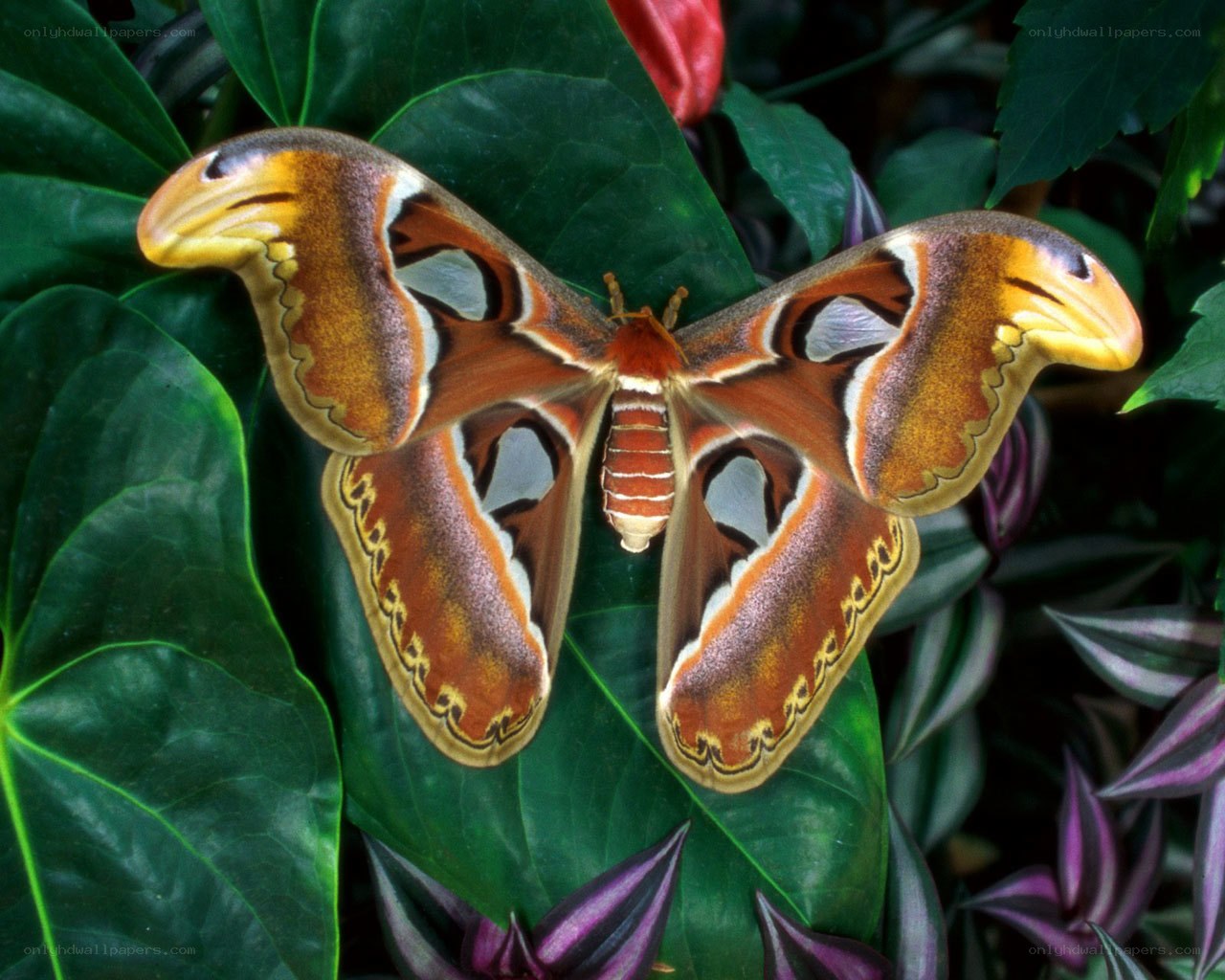 Atlas moth on green leaf