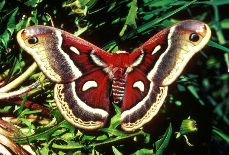 Atlas Moth on Green Leaves — Red