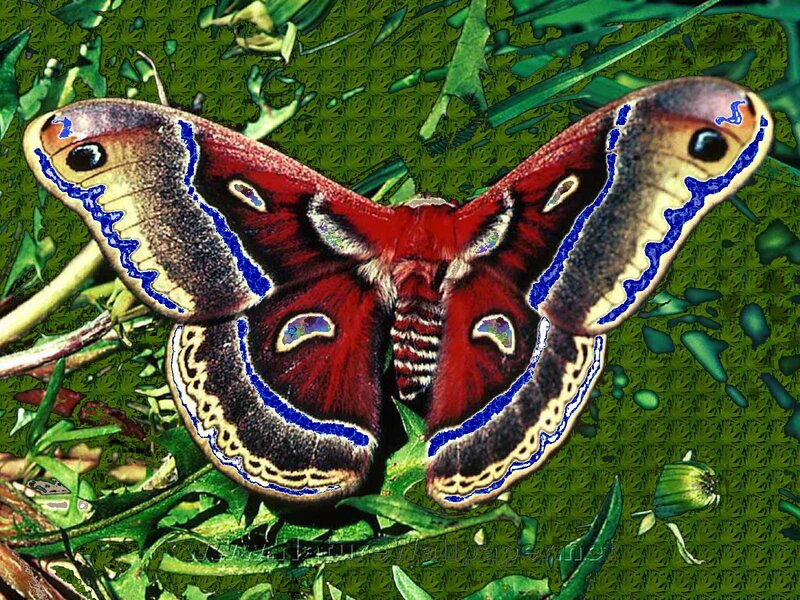 Atlas Moth on Green Leaves — Vibrant