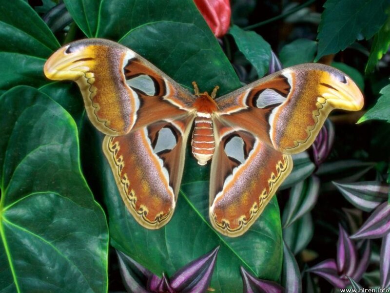 Atlas Moth on Leaf — Green
