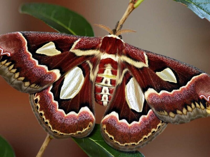 Atlas Moth on Leaf — Red