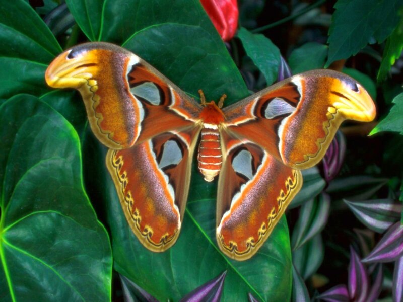 Atlas Moth on Leaf