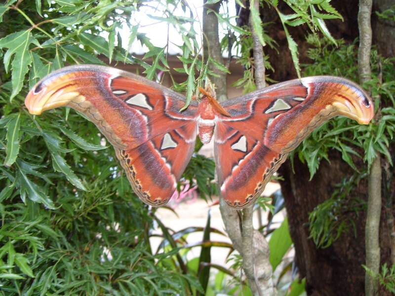 Atlas Moth on Leaves — Green