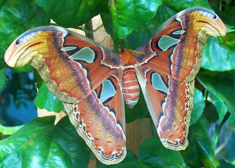 Atlas Moth on Leaves