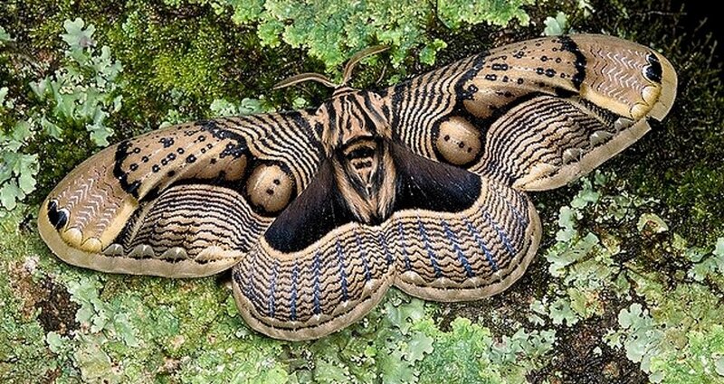Atlas Moth on Moss