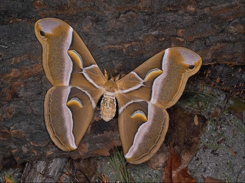 Atlas moth on tree bark