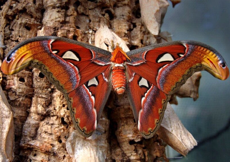 Atlas moth on tree bark