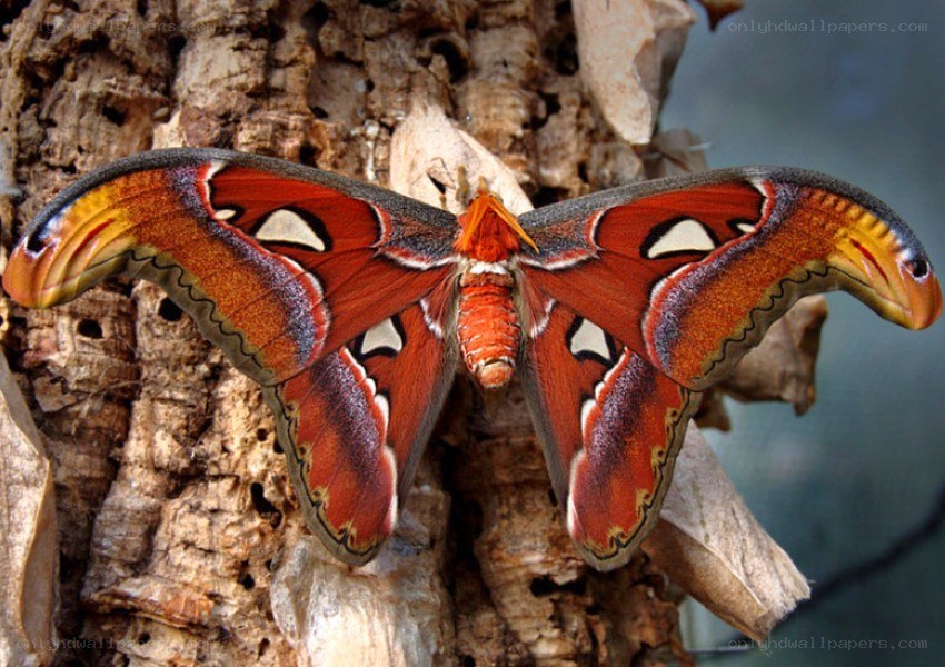 Atlas moth on tree bark