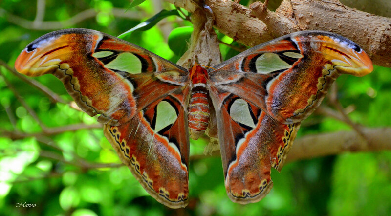 Atlas Moth on Tree Branch — Orange