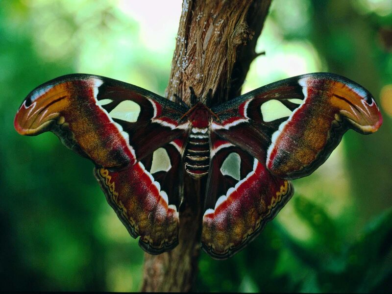 Atlas Moth on Tree Branch
