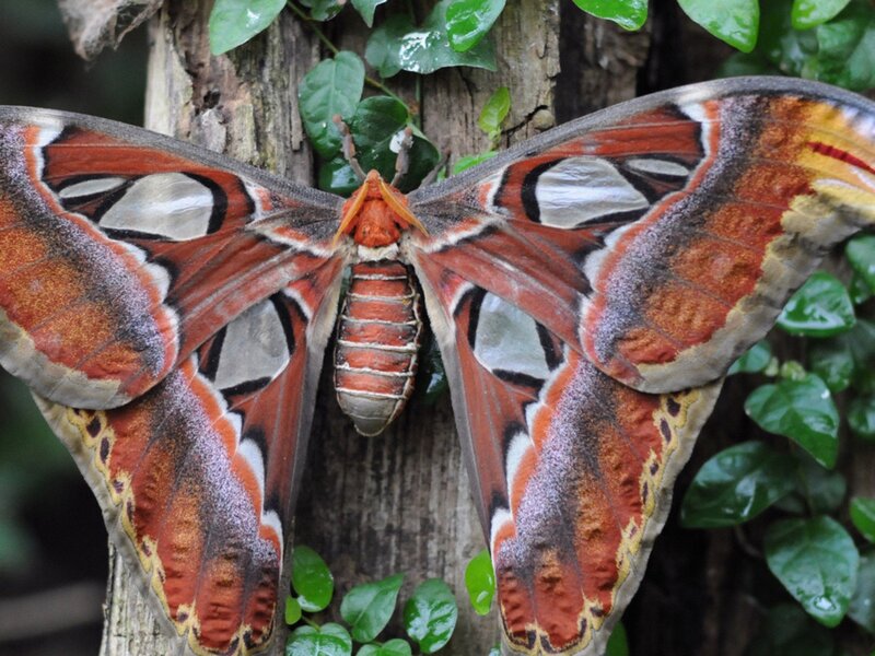 Atlas Moth on Tree — Red