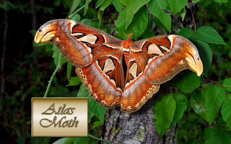 Atlas Moth on Tree