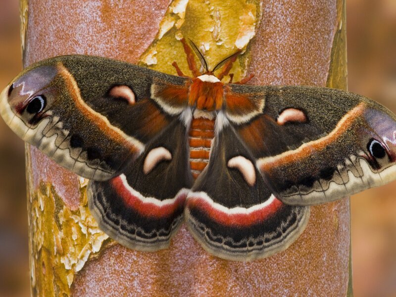 Atlas Moth on Tree Trunk — Brown