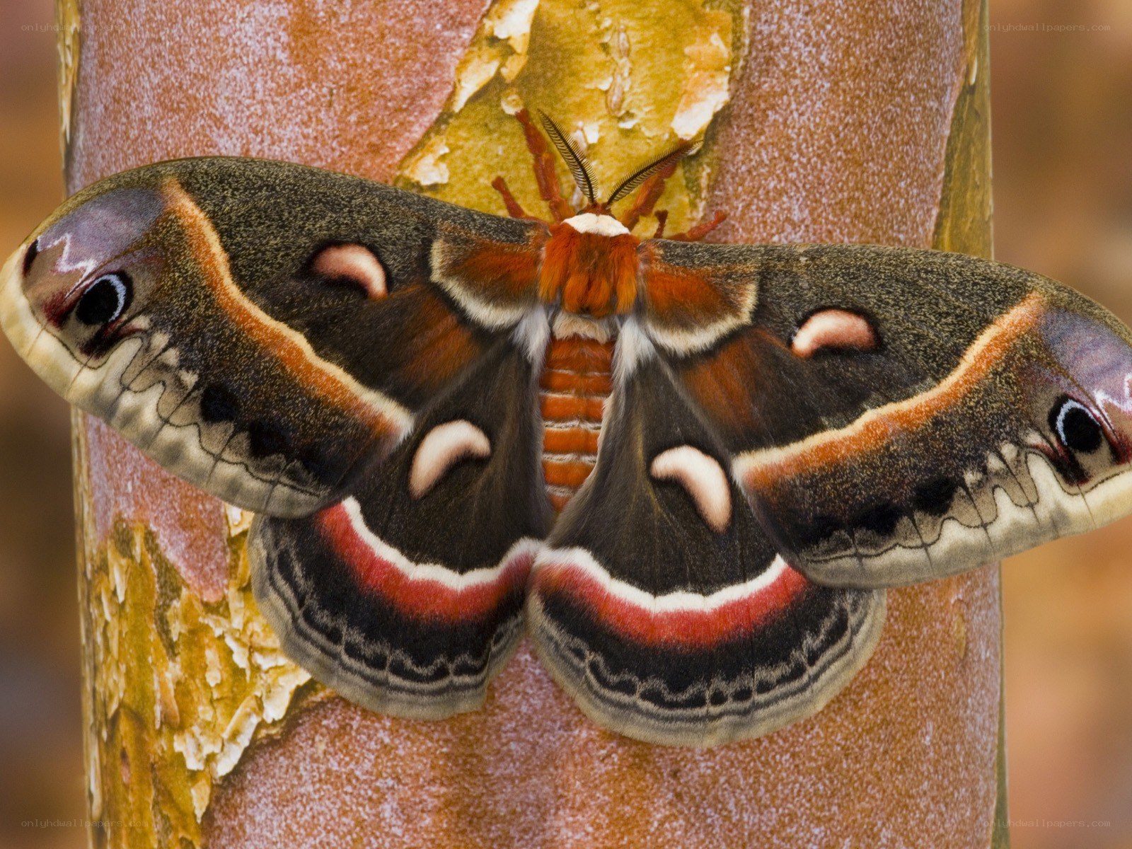 Atlas moth on tree trunk