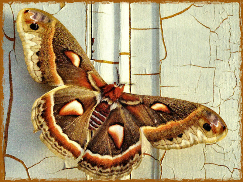 Atlas Moth on Wall