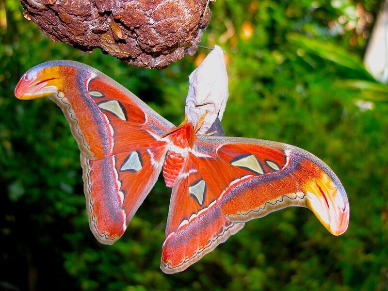 Attacus Atlas Moth — Red