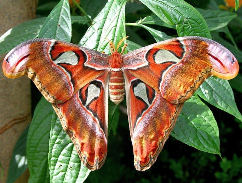 Attacus Atlas Moth