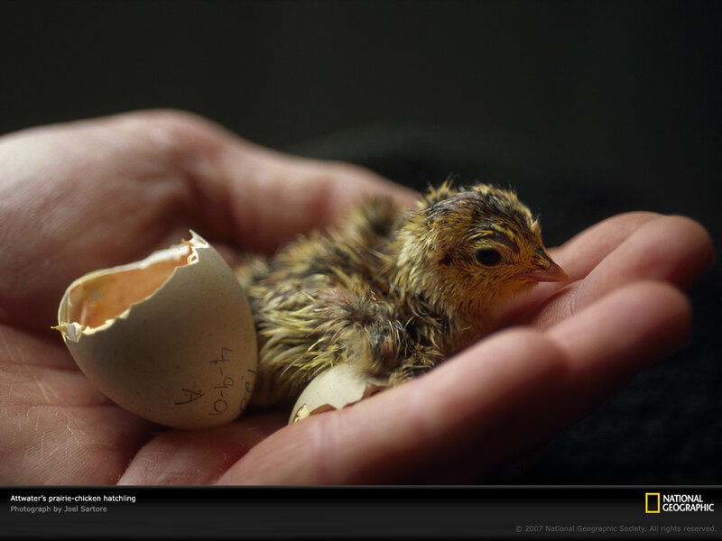 Attwater's prairie-chicken hatchling
