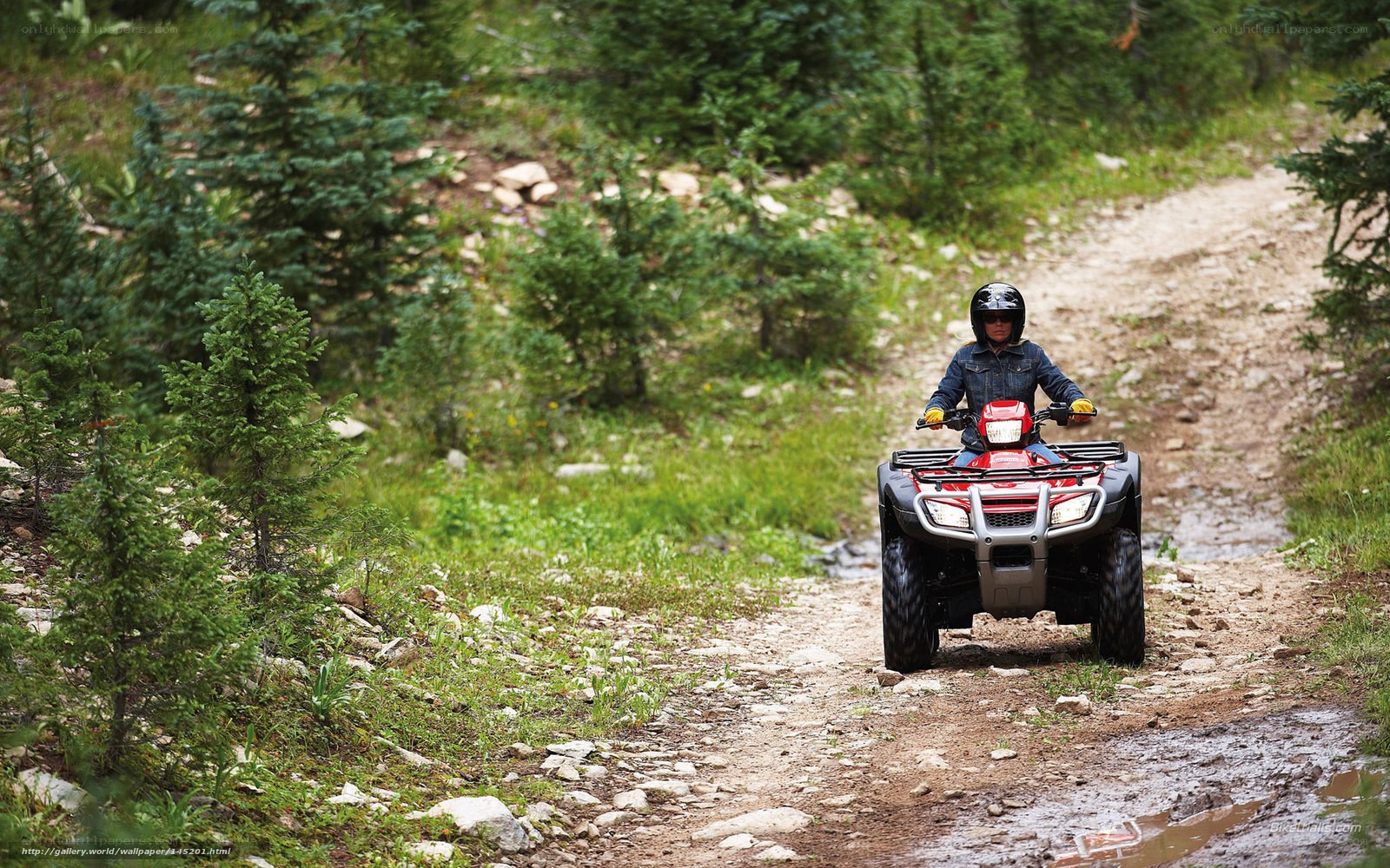 ATV rider on forest trail