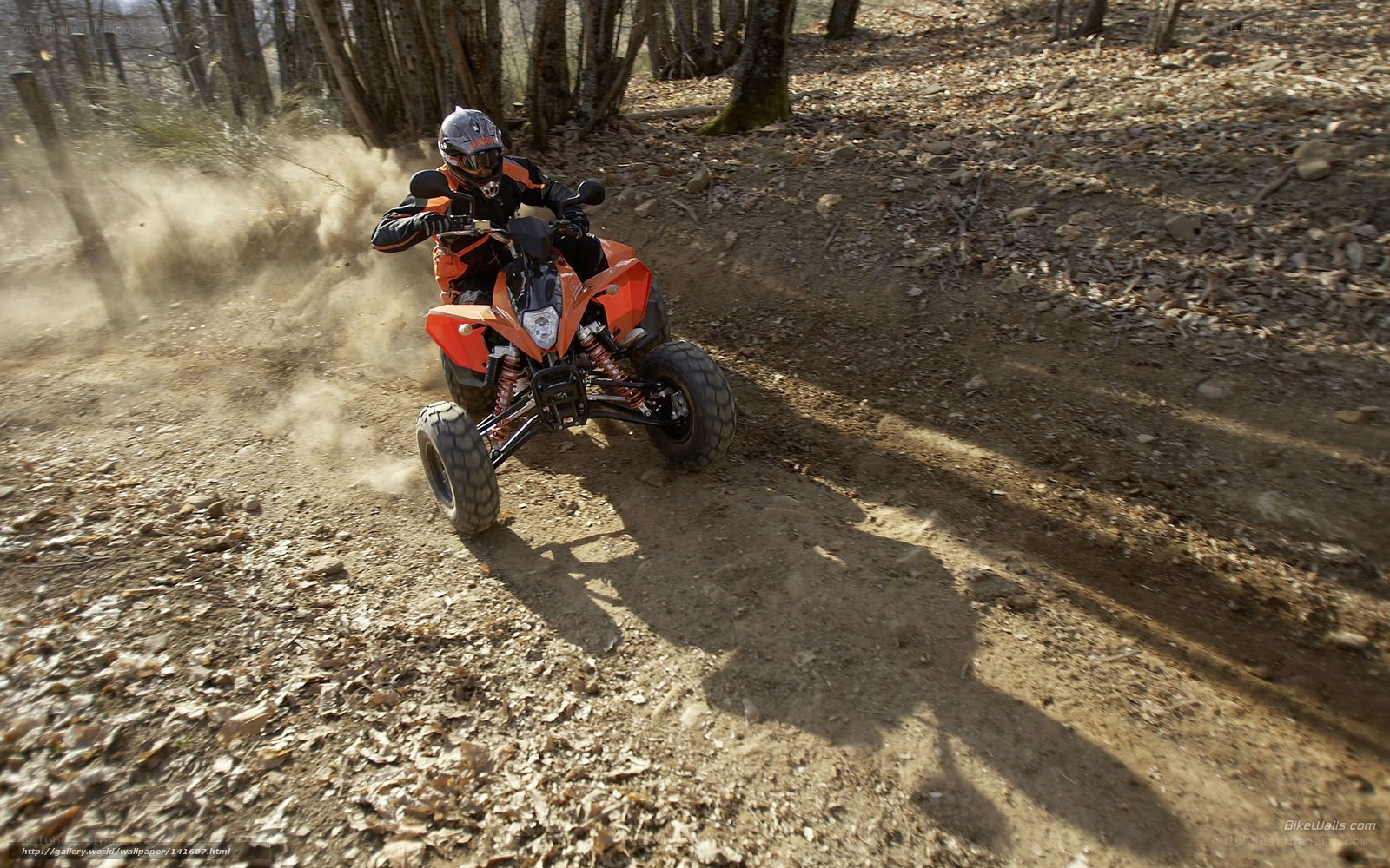 ATV rider on forest trail