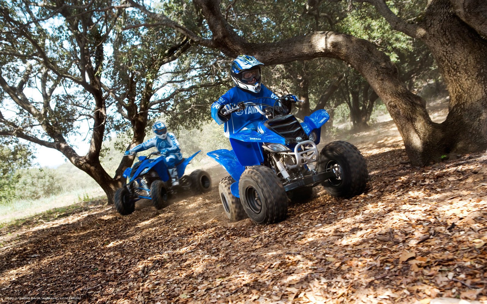 ATV riders on forest trail