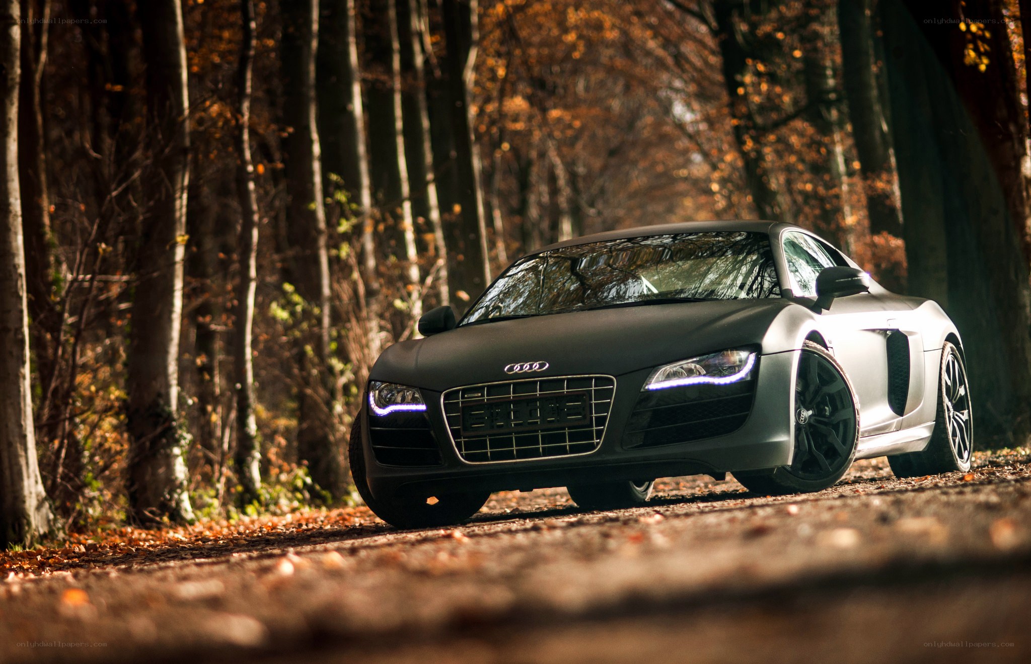 Audi R8 in autumn forest
