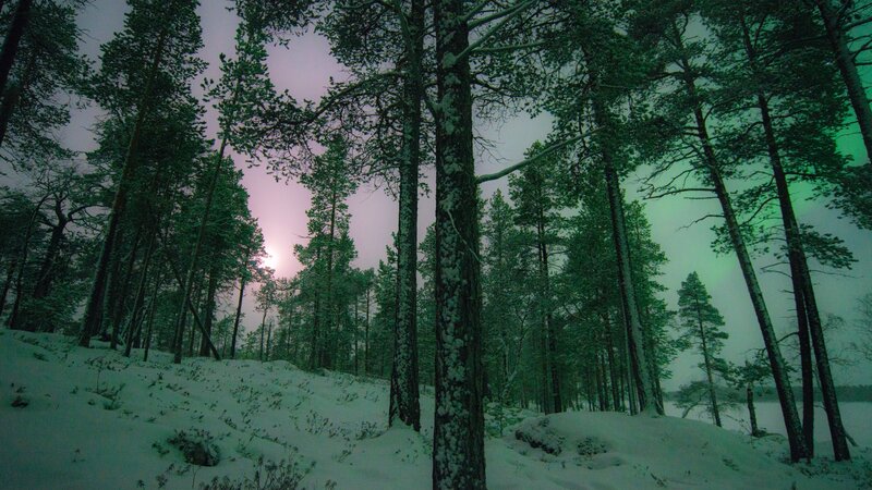 Aurora Borealis in Forest — Green