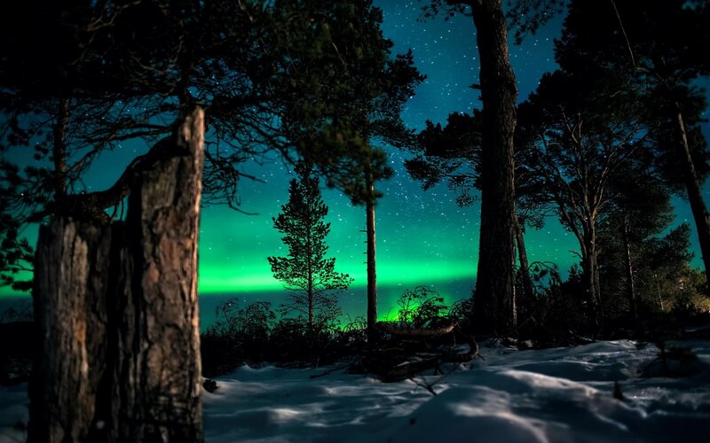 Aurora Borealis in Forest