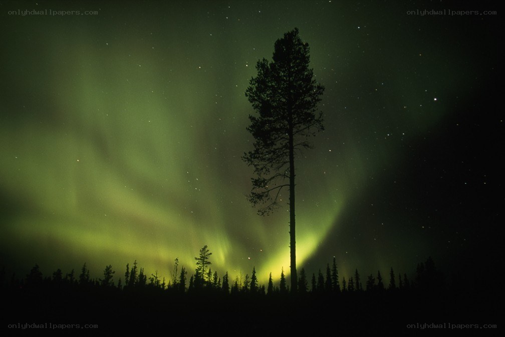 Aurora borealis over a forest