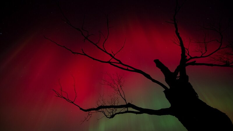 Aurora borealis over a tree