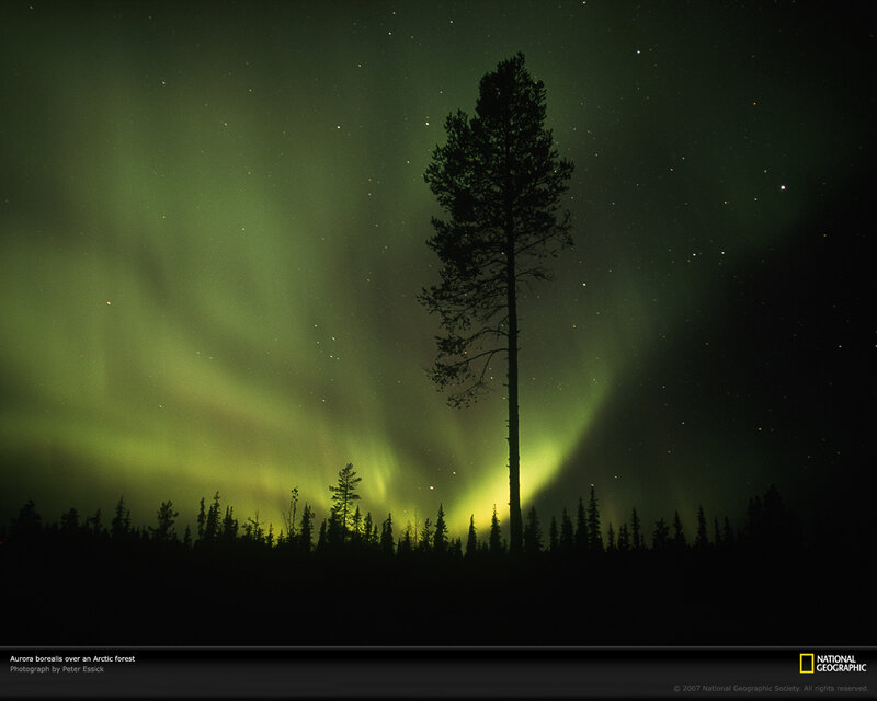 Aurora borealis over Arctic forest