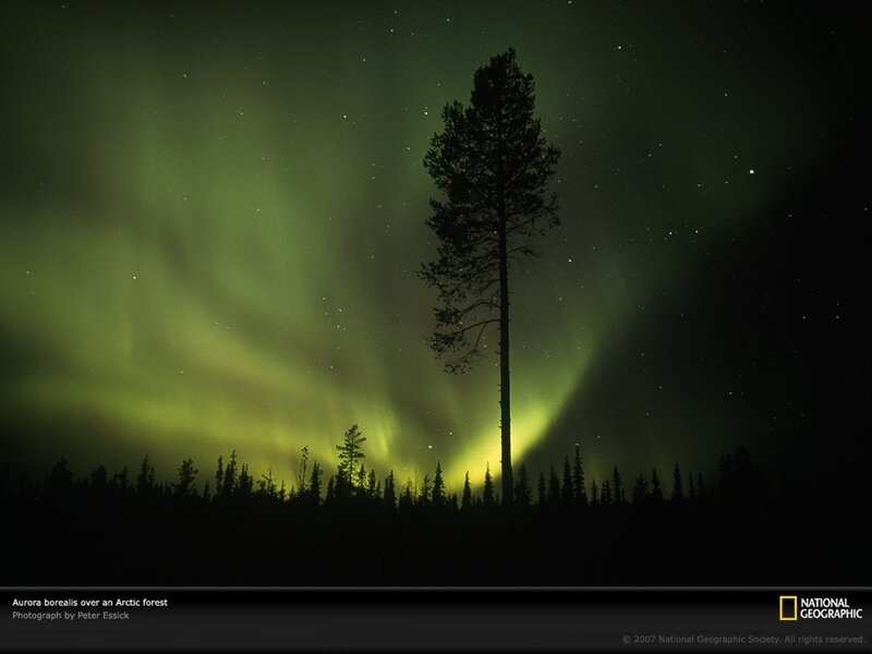 Aurora borealis over Arctic forest