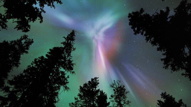 Aurora borealis over forest