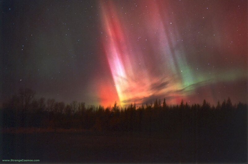 Aurora borealis over forest