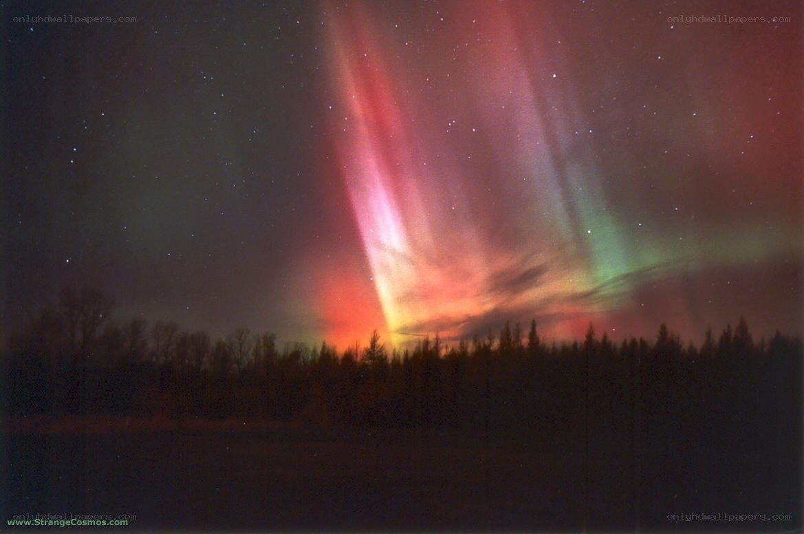 Aurora borealis over forest