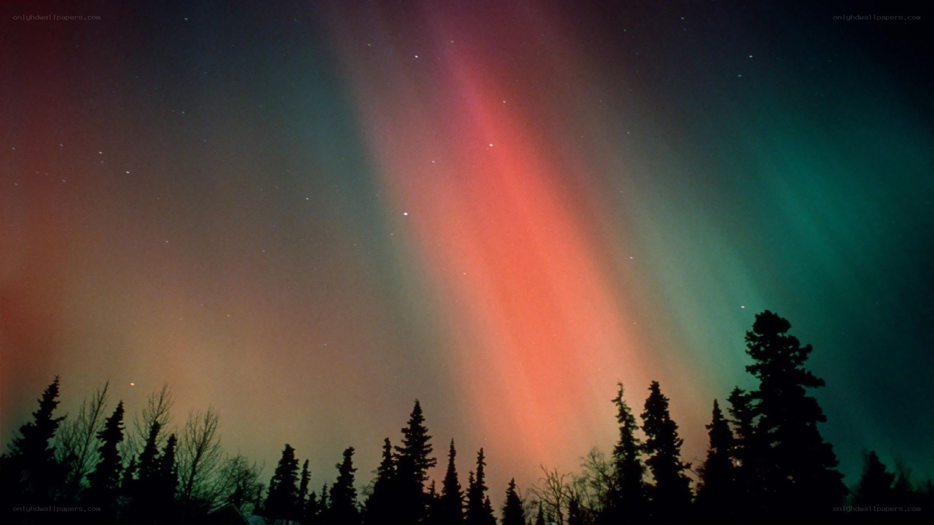 Aurora borealis over forest