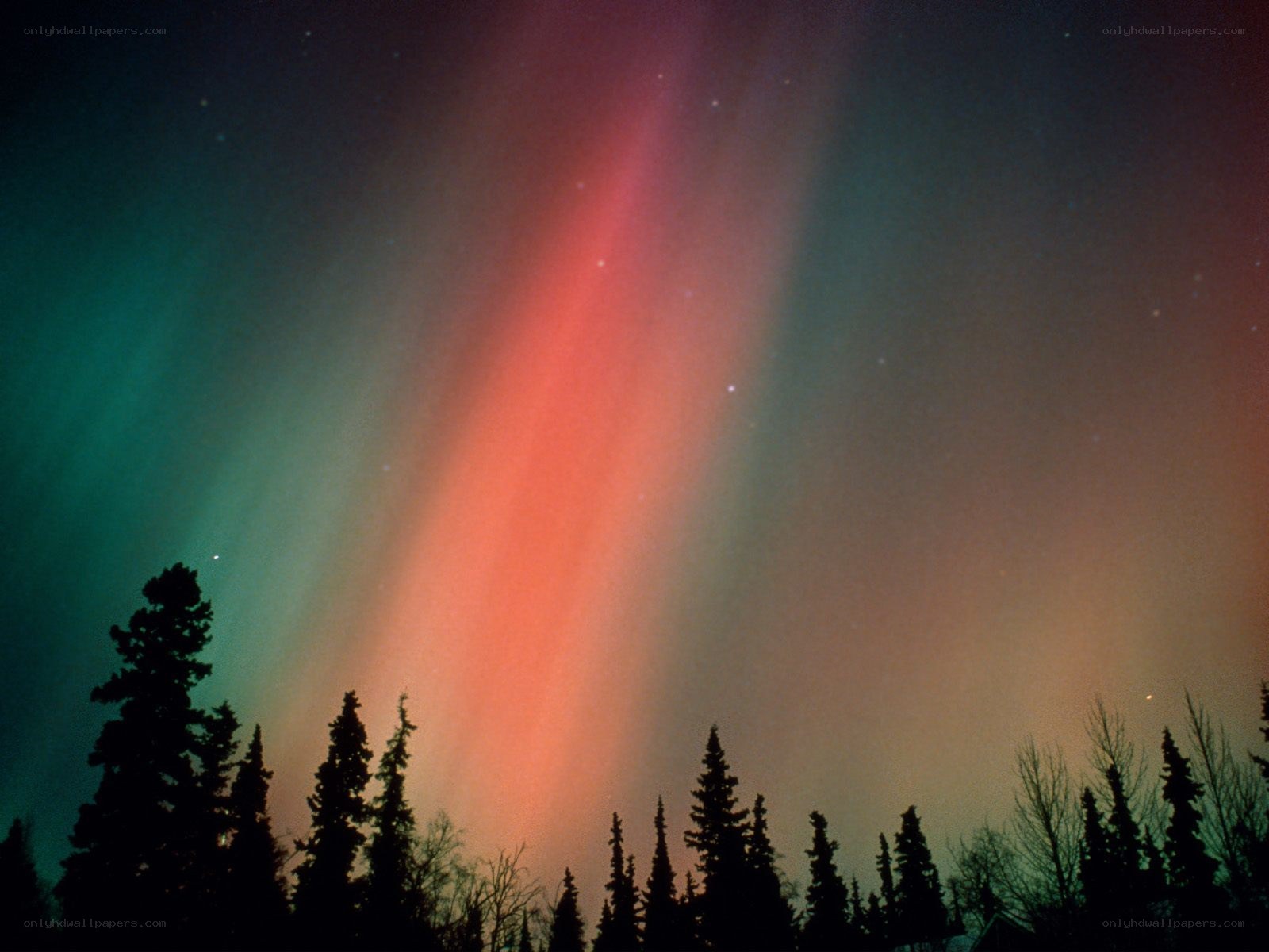 Aurora borealis over forest