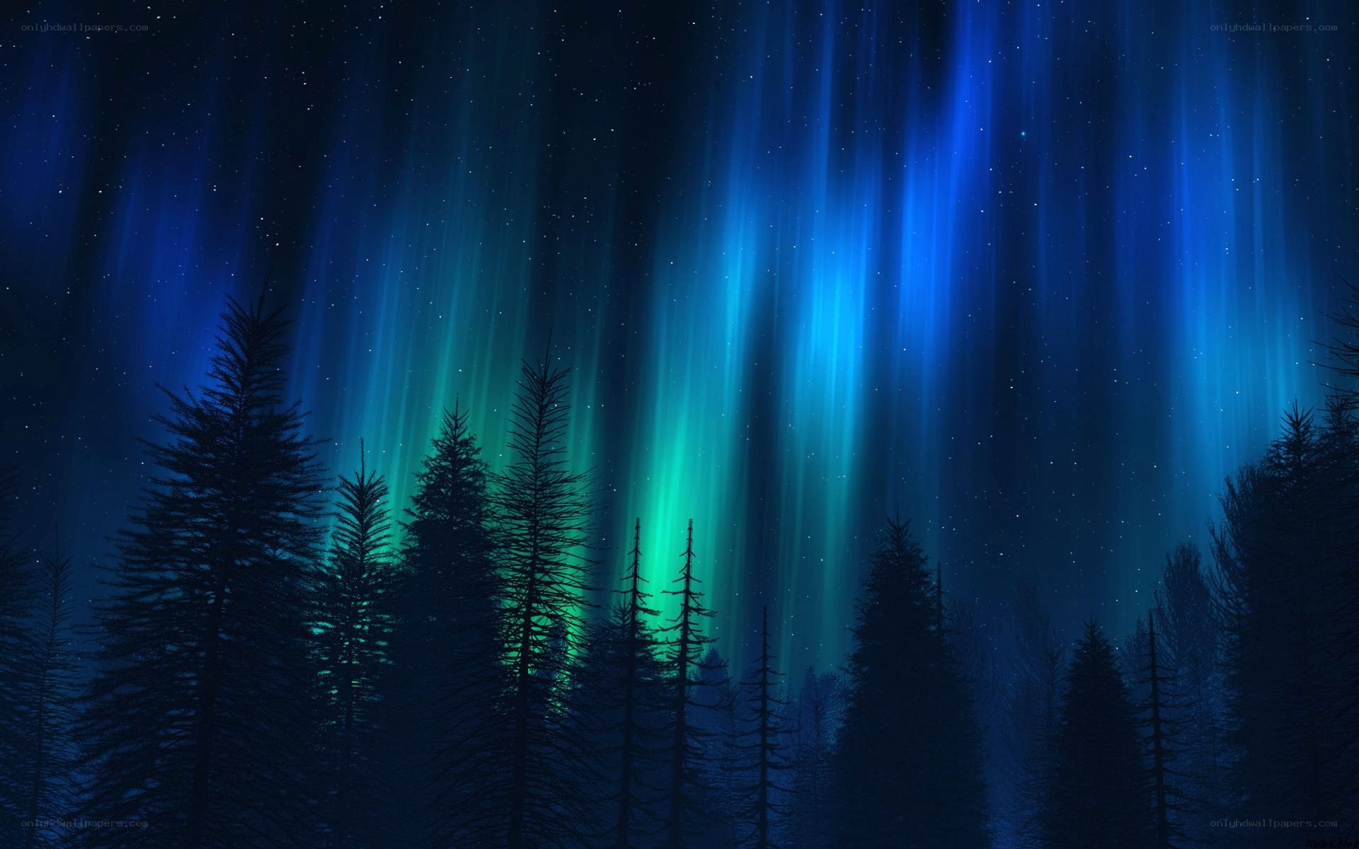 Aurora borealis over forest