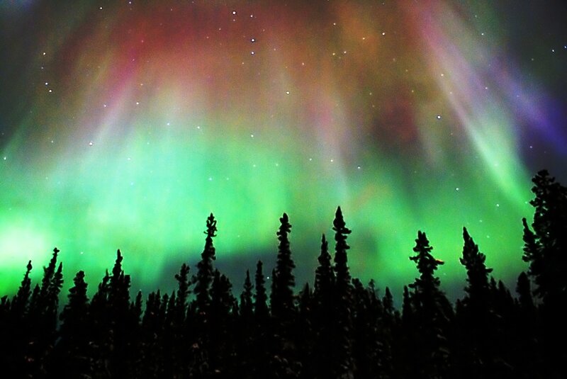 Aurora borealis over forest