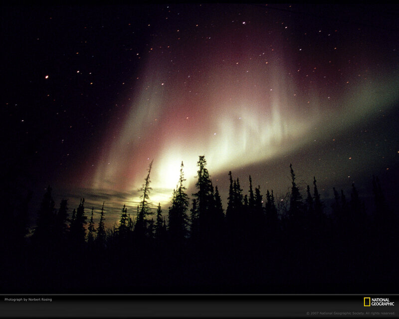 Aurora borealis over forest