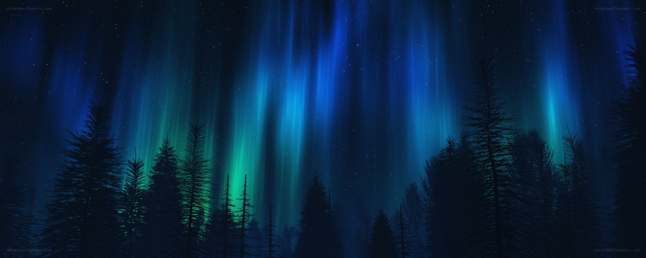 Aurora borealis over forest